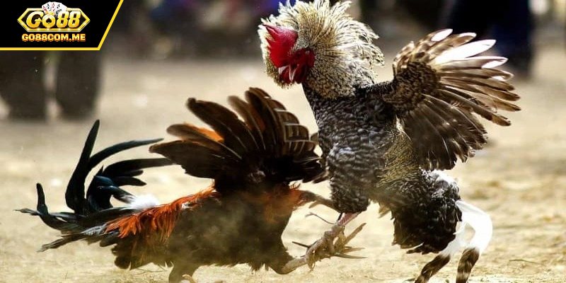 Cách Chọn Gà Chiến Chuẩn Xác Giúp Tăng Tỷ Lệ Thắng Cao