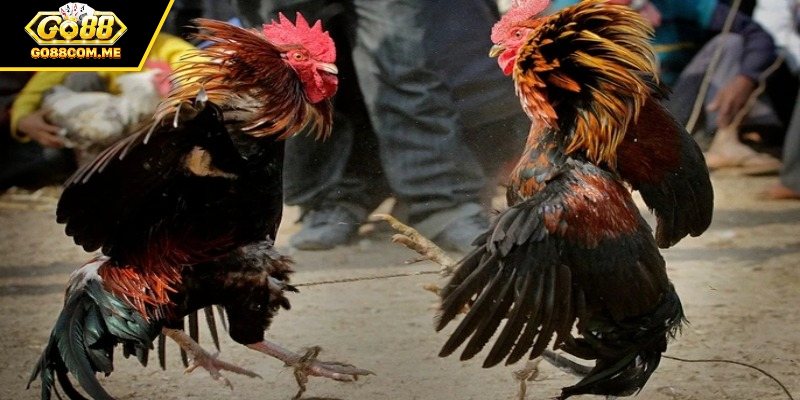 Có nhiều hình thức đá gà khác nhau