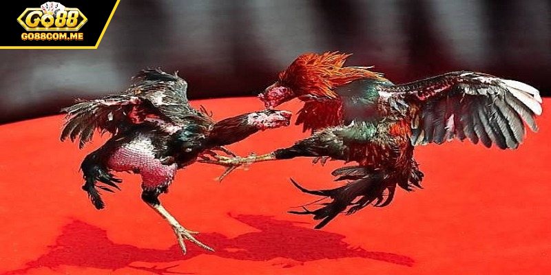 Gà tre lai nhỏ gọn, tốc độ nhanh, ra đòn chuẩn xác
