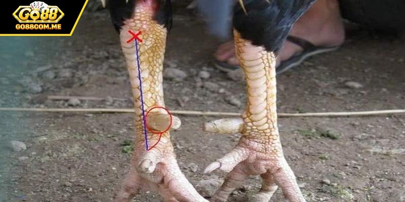 Tầm quan trọng của vảy án thiên trong đá gà