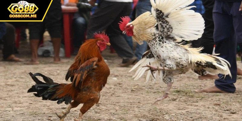 Thống kê chi tiết giúp tăng hiệu quả khi đặt cược