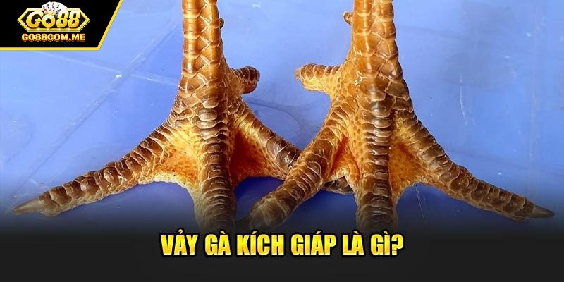 Tổng quan thông tin về vảy kích giáp