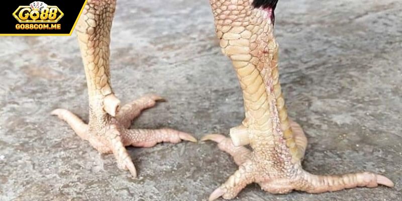 Vảy Kích Giáp - Sức Mạnh Và Sự Quyết Đoán Trong Đá Gà